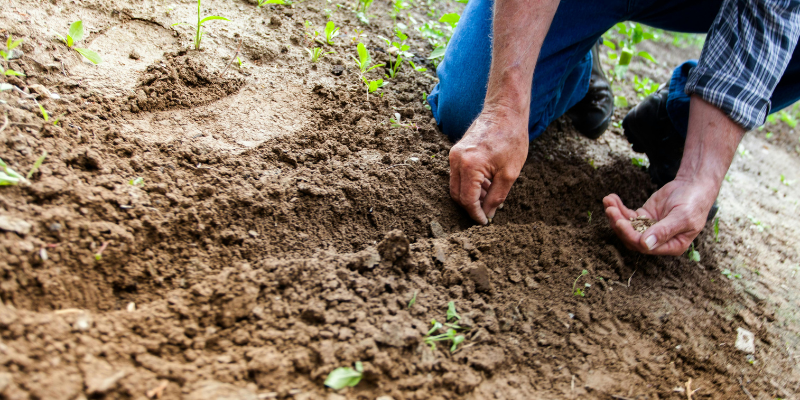 Outdoor activity - gardening - Man planting seeds
